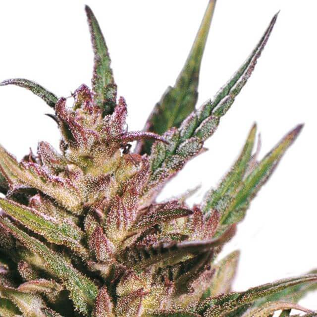 Passion #1 Dutch Passion Seeds REG | Original Seeds Store