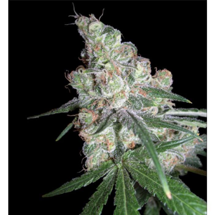 Buy DNA Genetics Seeds Chocolope REG