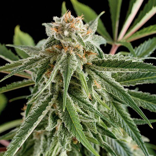 Buy Original Sensible Seeds  Royal Haze FEM