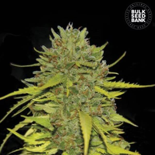 Buy Bulk Seed Bank AK FEM