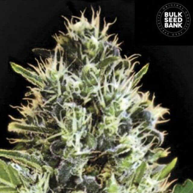So Mango Auto. Premium Collection Pack 5-seeds pack