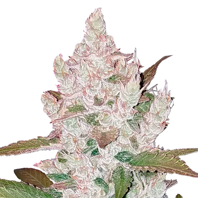 Buy Fast Buds Seeds Girl Scout Cookies Auto FEM