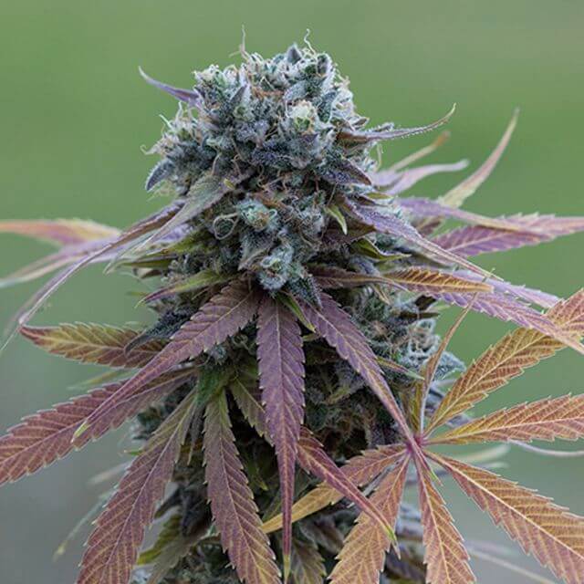 Buy Original Sensible Seeds  Blue Kush Auto FEM