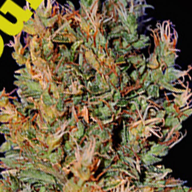 Buy Original Sensible Seeds  Durban Punch FEM