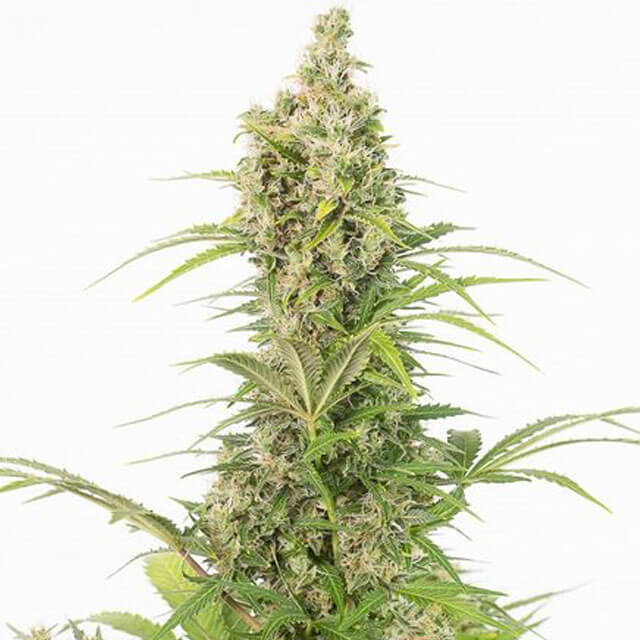 Buy Original Sensible Seeds  White Widow CBD Auto FEM