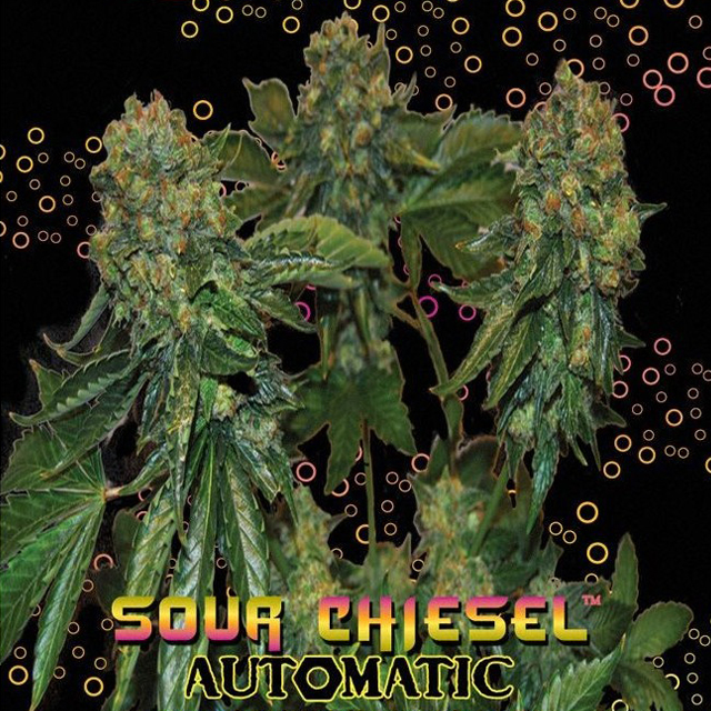 Buy The Big Buddha Seeds Sour Chiesel Auto FEM