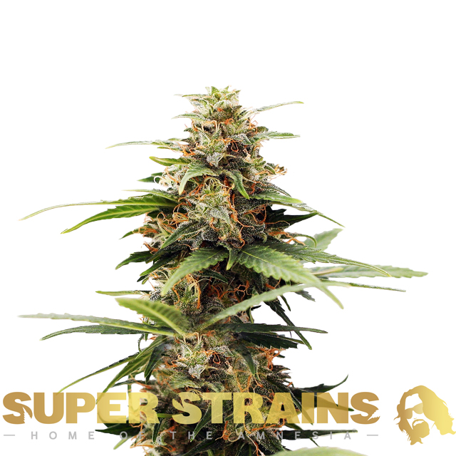 Buy Super Strains Seeds Hermana de la Noche FEM