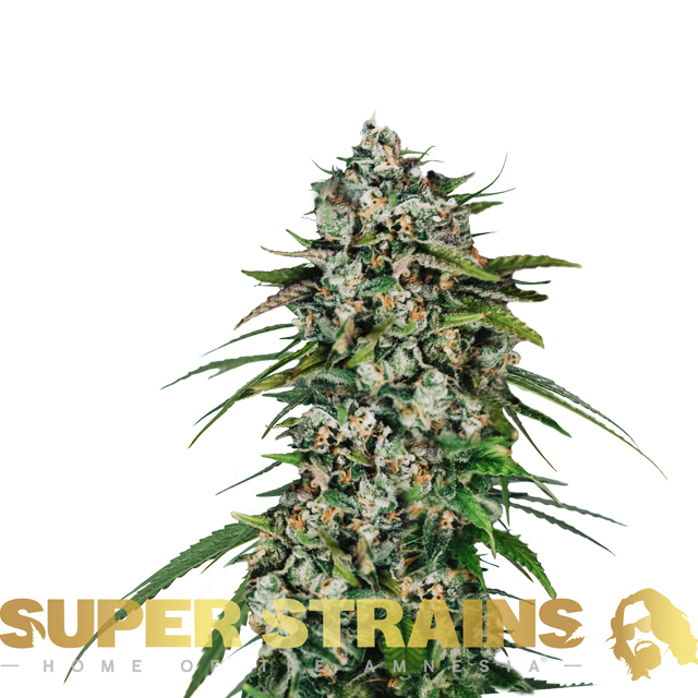 Buy Super Strains Seeds Saga CBD FEM