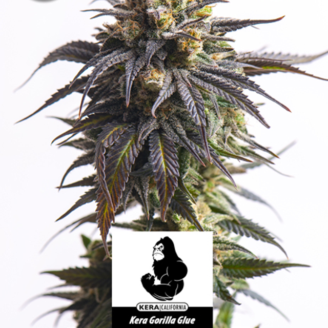 Buy Original Sensible Seeds  Gorilla Glue Auto FEM