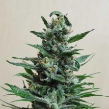 Moscow Blue Berry Auto