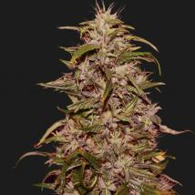 Big Altai Sativa Express