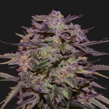 Purple Russian Express