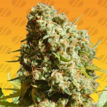 Bruce Banner 3 Fast Cannabis Seeds