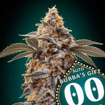 Auto Bubbas Gift