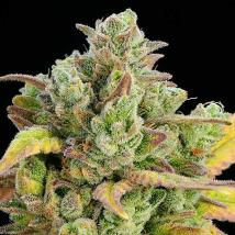 Honey Fried Bananas Cannabis Seeds