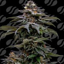 Purple Overload Cannabis Seeds