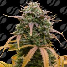 Pineapple Pulse Auto Cannabis Seeds
