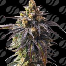 Auto Velvet Drip Cannabis Seeds