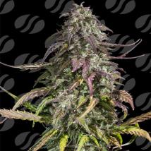 Melon Mosh Auto Cannabis Seeds
