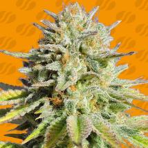 GG 4 Original Glue GG 4 Original Glue