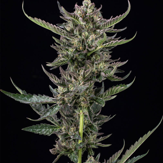 Notorious THC Strain - SeedFare Find the Perfect Seed at the Right Price