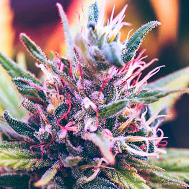 Cherries Jubilee The Cali Connection Seeds FEM | Original Seeds Store