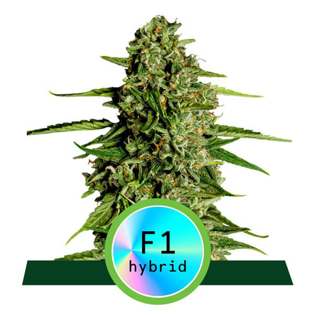 Buy Royal Queen Seeds Medusa F1 Auto FEM