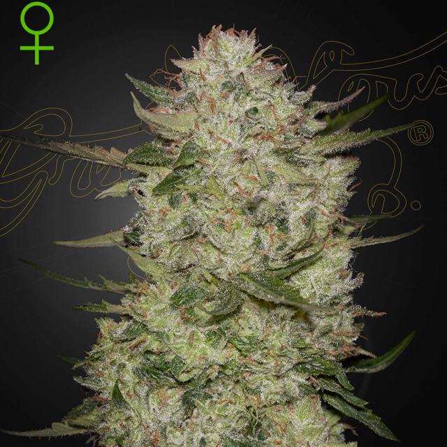 Buy Green House Seeds HighcloudZ Auto FEM