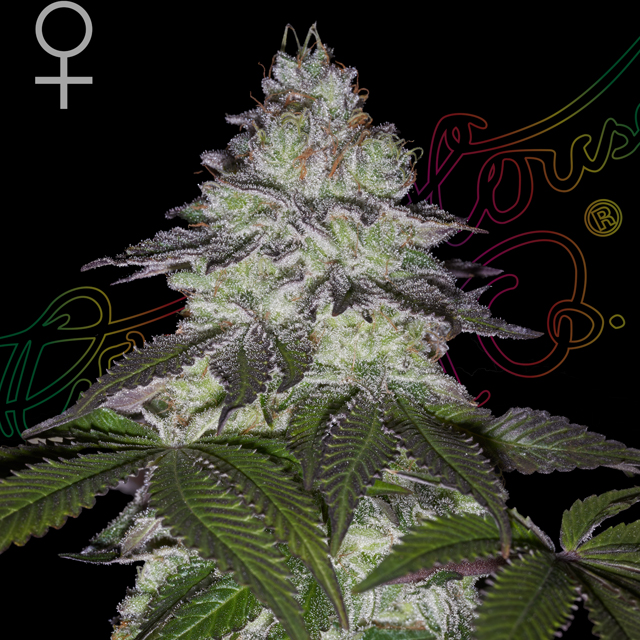 Buy Green House Seeds Milky Dreams FEM