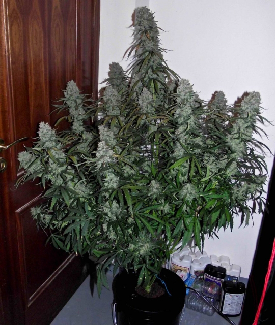 Buy Phoenix Seeds Quick Flowering THC FEM