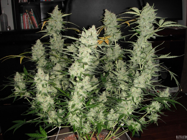 Buy Phoenix Seeds Super Kush Auto FEM