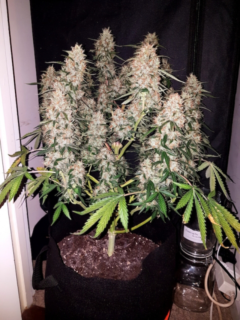 Buy Phoenix Seeds CBD Auto FEM