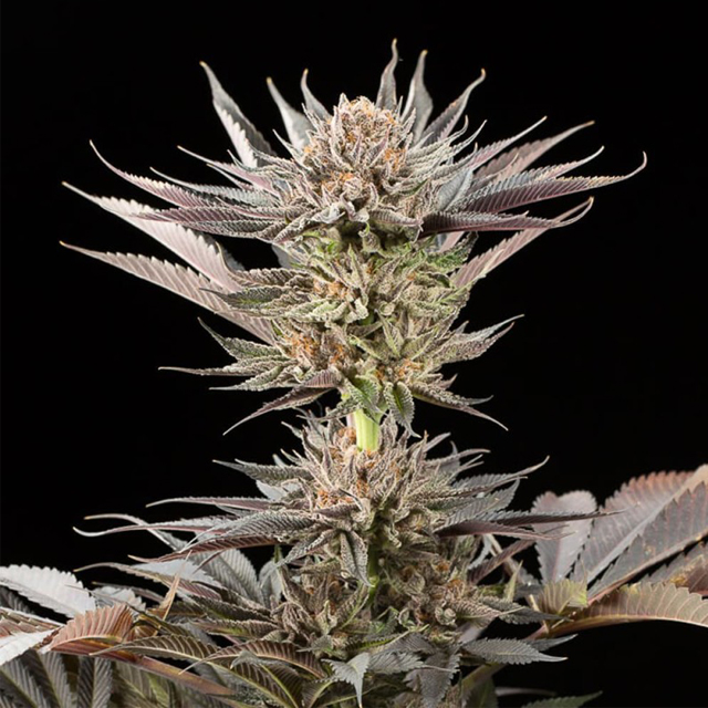 Buy Silent Seeds Lemon Tree 2,0 FEM