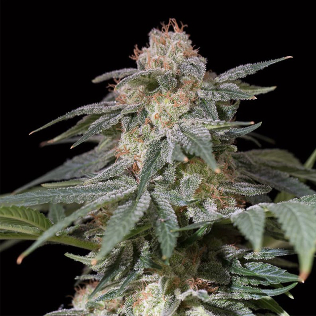 Buy Silent Seeds Lemon Tree Fast FEM