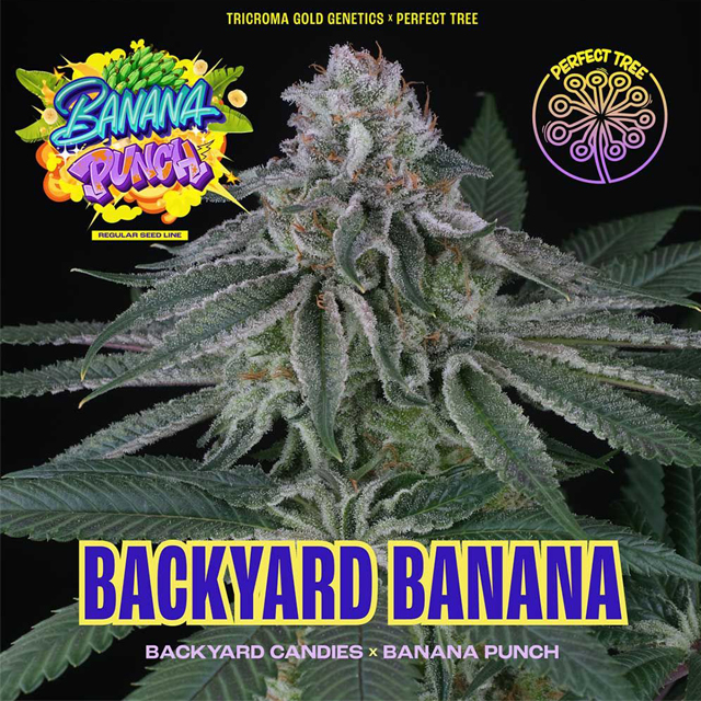 Buy Perfect Tree Seeds Backyard Banana REG