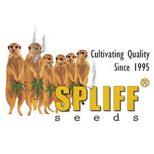 Buy Spliff Seeds Random Free Seed FEM