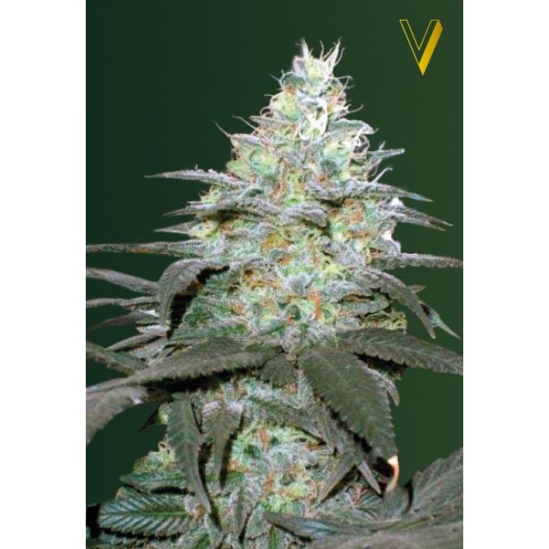 Buy Victory Seeds Auto Original Berry FEM