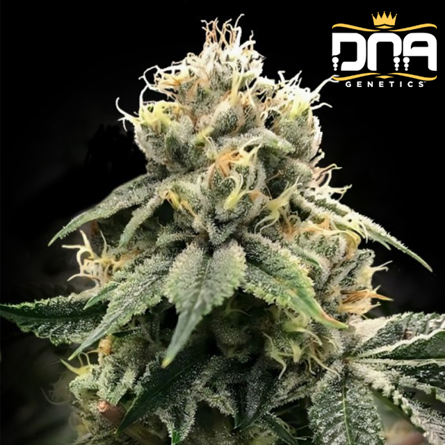 Buy DNA Genetics Seeds Chocolate Truffle Shuffle (C.T.S) FEM