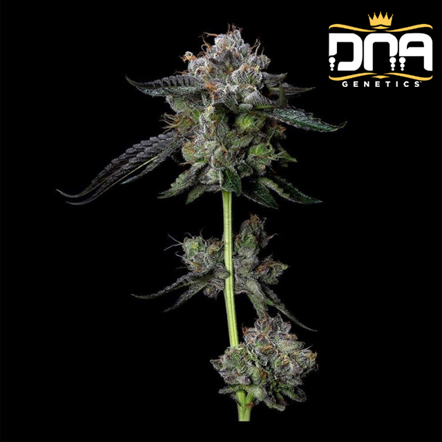 Buy DNA Genetics Seeds Four Prophets FEM