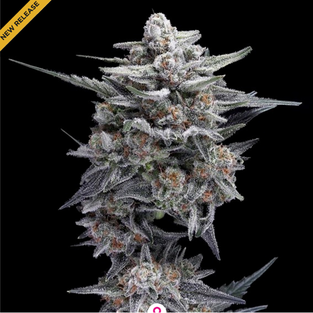 Buy DNA Genetics Seeds HG23 AKA Michael Jordan FEM