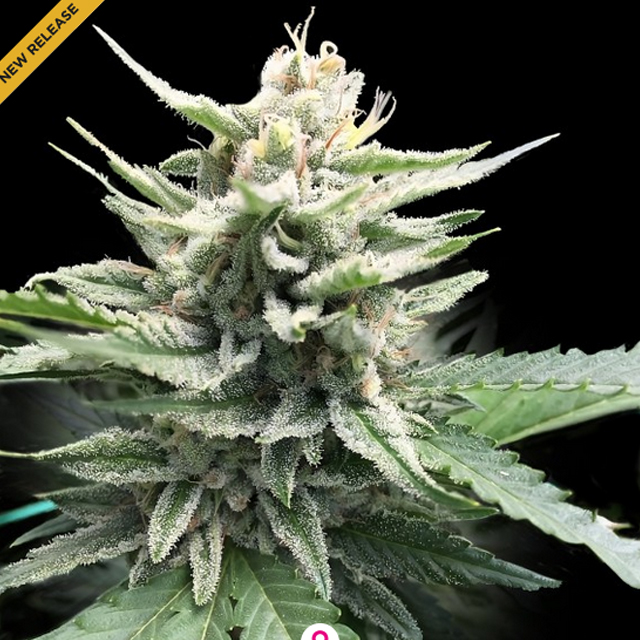 Buy DNA Genetics Seeds Honey Banana FEM