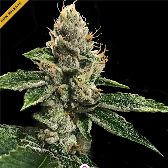 Buy DNA Genetics Seeds RP 43 AKA Richard Petty FEM