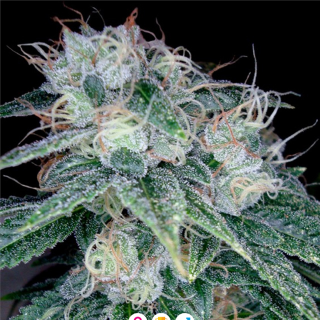 Buy DNA Genetics Seeds Sour Diesel FEM