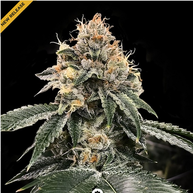 Buy DNA Genetics Seeds HG23 AKA Michael Jordan Auto FEM