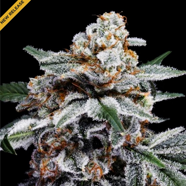 Buy DNA Genetics Seeds Canelo Auto FEM