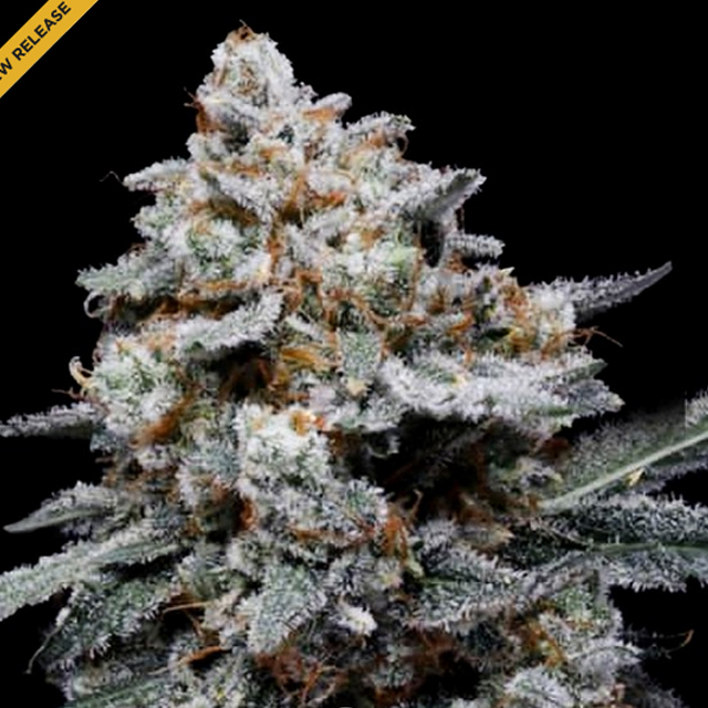 Buy DNA Genetics Seeds CheMACal Romance Auto FEM