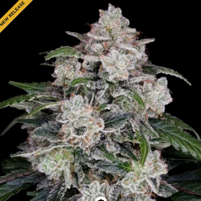 Buy DNA Genetics Seeds Mac N Me Auto FEM