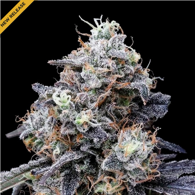 Buy DNA Genetics Seeds MACMelon Auto FEM