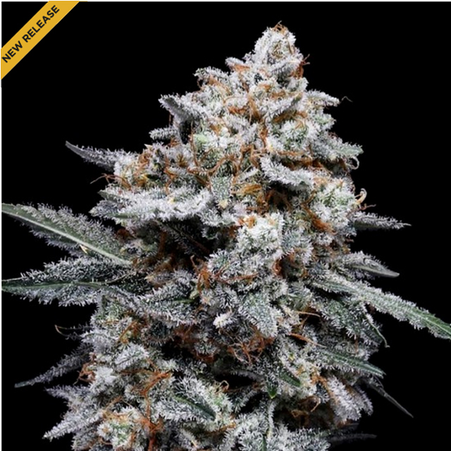 Buy DNA Genetics Seeds Patrick Swayze Auto FEM