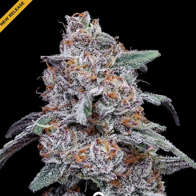 Buy DNA Genetics Seeds Purple People Eater Auto FEM